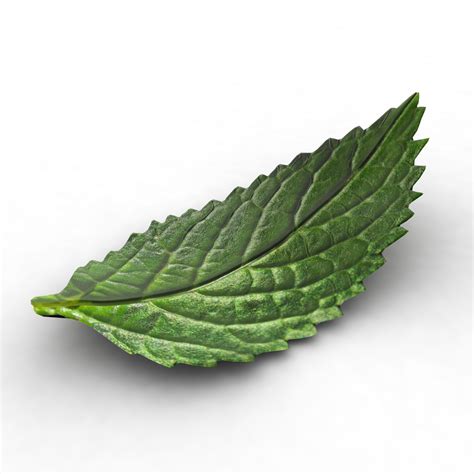 Mint Leaf 3D PNG