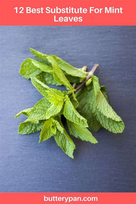 Mint Leaves Substitute
