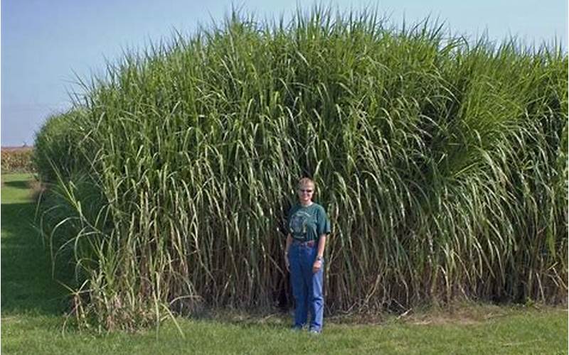 Miscanthus Giganteus Privacy Fence: A Sustainable Solution For Your Property