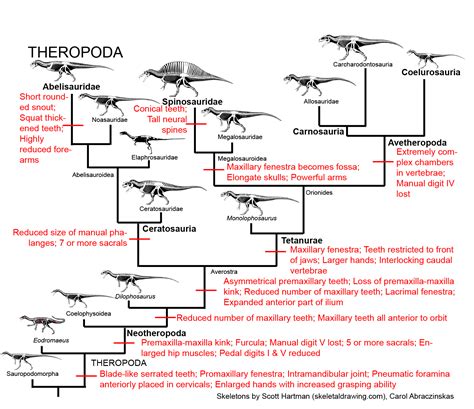 Misconceptions about Triceratops