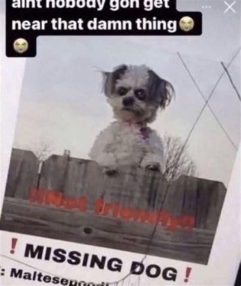 Missing Dog Meme