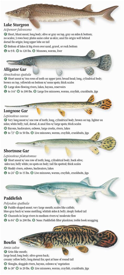 Missouri Fish Chart