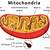 Mitochondria Anatomy