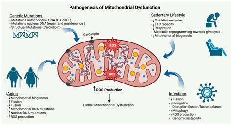 Mitochondria: Functions, Disorders & What You Need to Know.