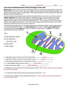 Mitochondria Coloring Worksheet Answer Key