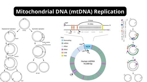 Exploring Mitochondrial DNA Replication through an Animated Guide