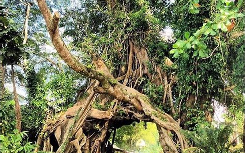Mitos Di Balik Pohon Janda Bolong