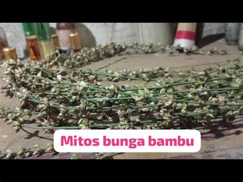 Mitos Bunga Bambu: 10 Fakta dan Kepopulerannya yang Mengejutkan!