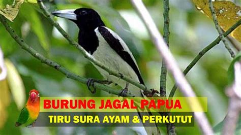 Mitos Burung Jagal Papua: Kepercayaan dan Cerita di Balik Tradisi Masyarakat
