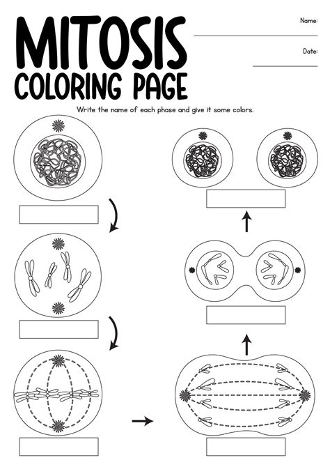Mitosis Coloring Worksheet Pdf Answers