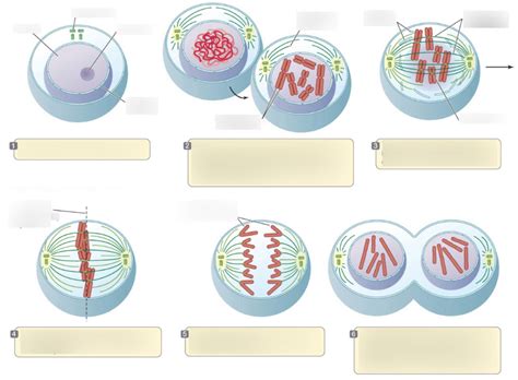 Mitosis Matching Flashcards | Quizlet