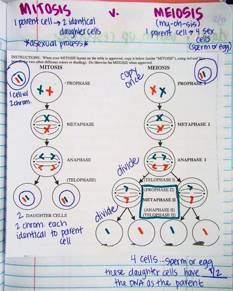 Mitosis Vs Meiosis Worksheet