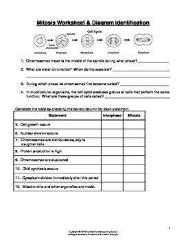 Mitosis Worksheet & Diagram Identification