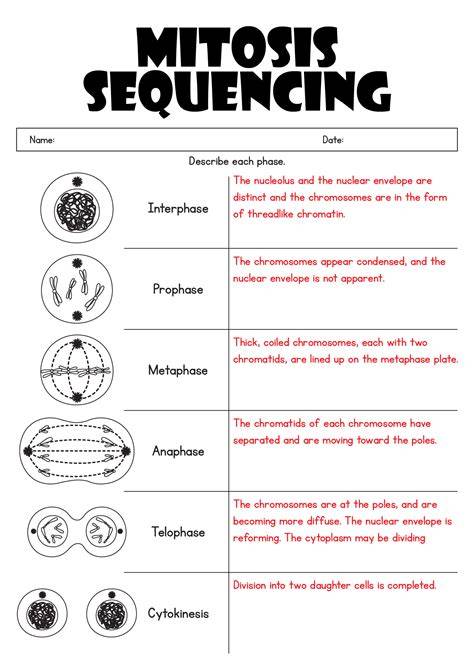 Mitosis Worksheet Answer