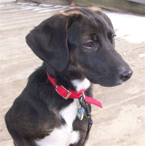 Mix Black Beagle Puppy: The Adorable And Playful Companion