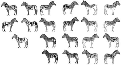 Mix and match different zebra patterns