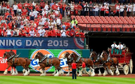 Mlb Opening Day Cardinals Clydesdales