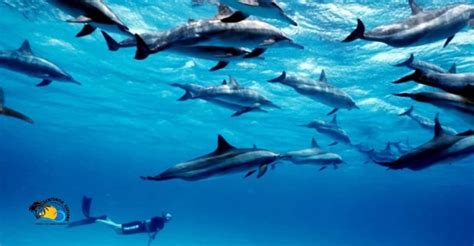 Mnemba Atoll dolphins