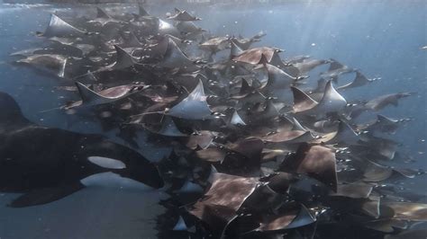 Mobula Ray Encounters