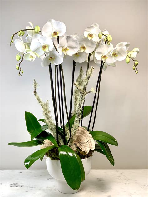 Modern Orchid Arrangements