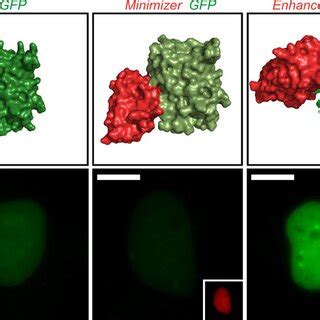 Nanobody Magic: Unleashing the Power of Protein Modulation in Living Cells