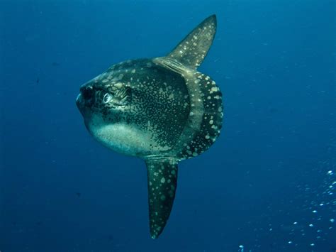 Mola Mola puffer fish