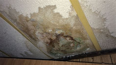 Mold Growth After Water Damage