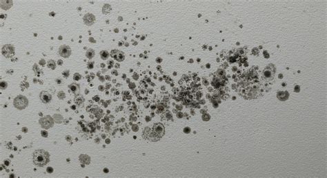 Mold Growth on Wall