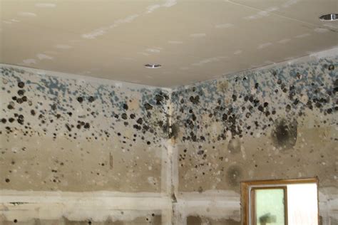 Mold Infestation in a Dallas Home