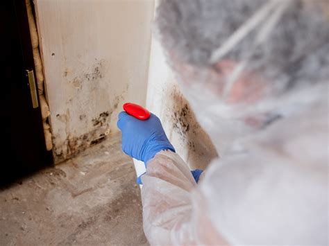Mold Removal Process Columbus