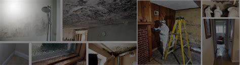 Mold Removal Seattle