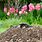 Moles in Your Yard