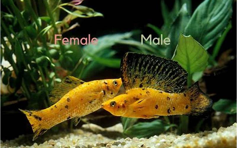 Molly Fish Male And Female