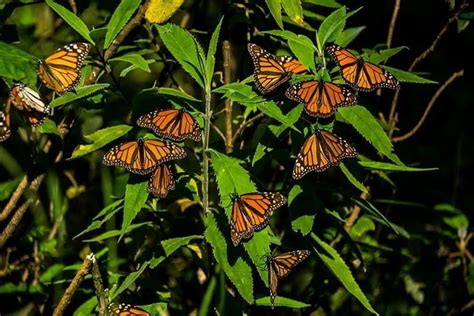 Monarch Butterfly Sanctuary Experience