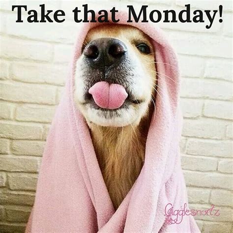 Monday Dog Meme