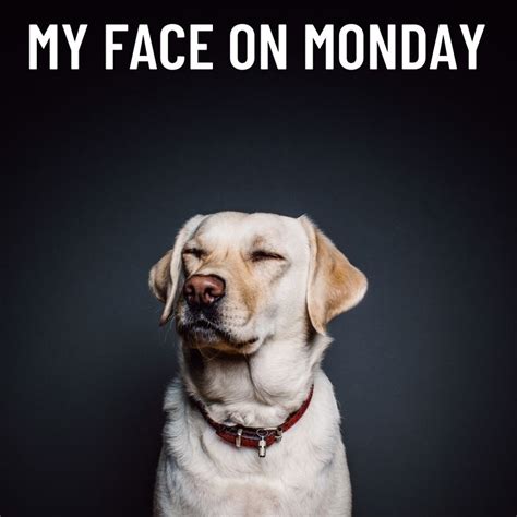 Monday Meme Dog