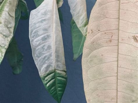 Money Tree Leaves Turning White