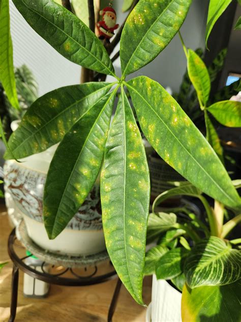 Money Tree Spotted Leaves