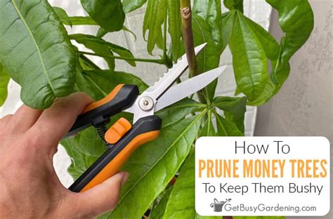 Pruning