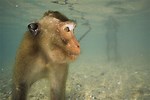 Monkey Diving