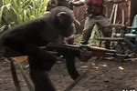 Monkey Fires Gun