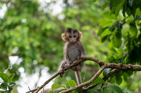 Monkey Forest Photography