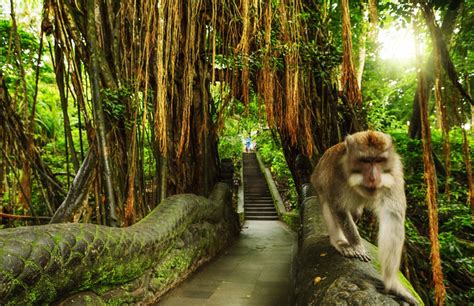 Gambar Monkey Forest Ubud