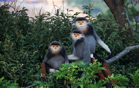 Monkey Mountain monkeys