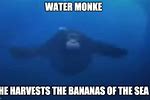 Monkey Swimming in Water Meme
