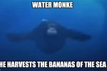 Monkey Swimming in Water Meme