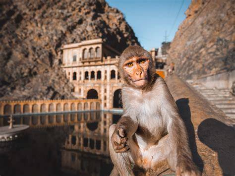 Monkey Temple Jaipur Sunset