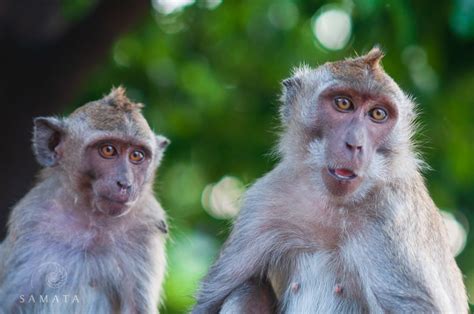 Monkeys and marsupials