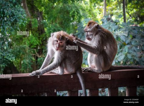 Monkeys in Ubud