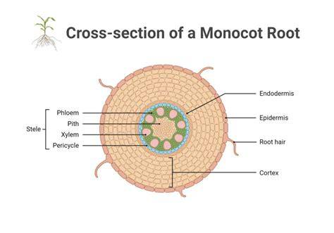 Monocot Root Cross Section